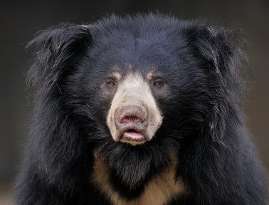 Sloth Bears Are Busy