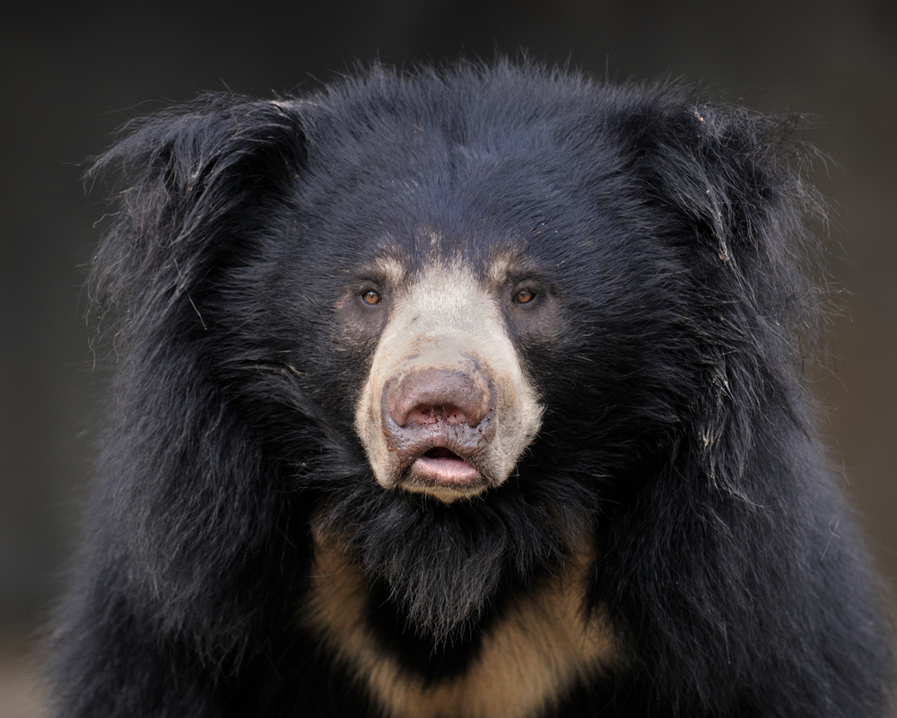 aldi sloth bear