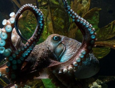 News Wrap: “Buffer Genes” Could Mask Genetic Diseases, Inky the Octopus Escapes, and more
