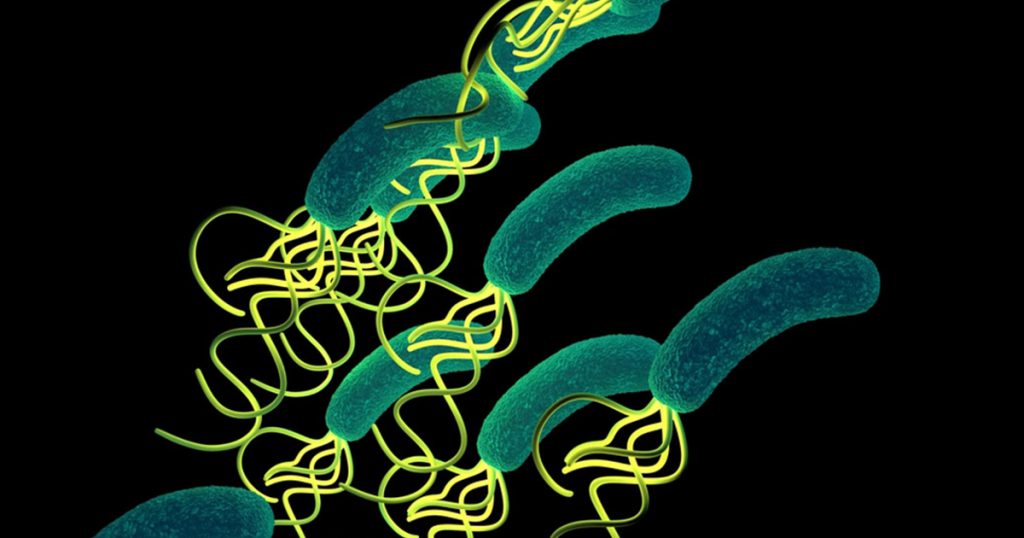 bacteria Kids Discover