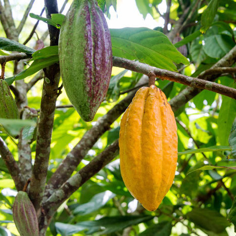 Cacao-pods-on-cacao-tree_700 - Kids Discover - 467 x 467 jpeg 75kB