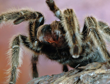 Games and Activities about Spiders