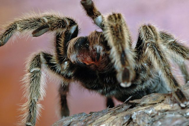 Games and Activities about Spiders | Kids Discover