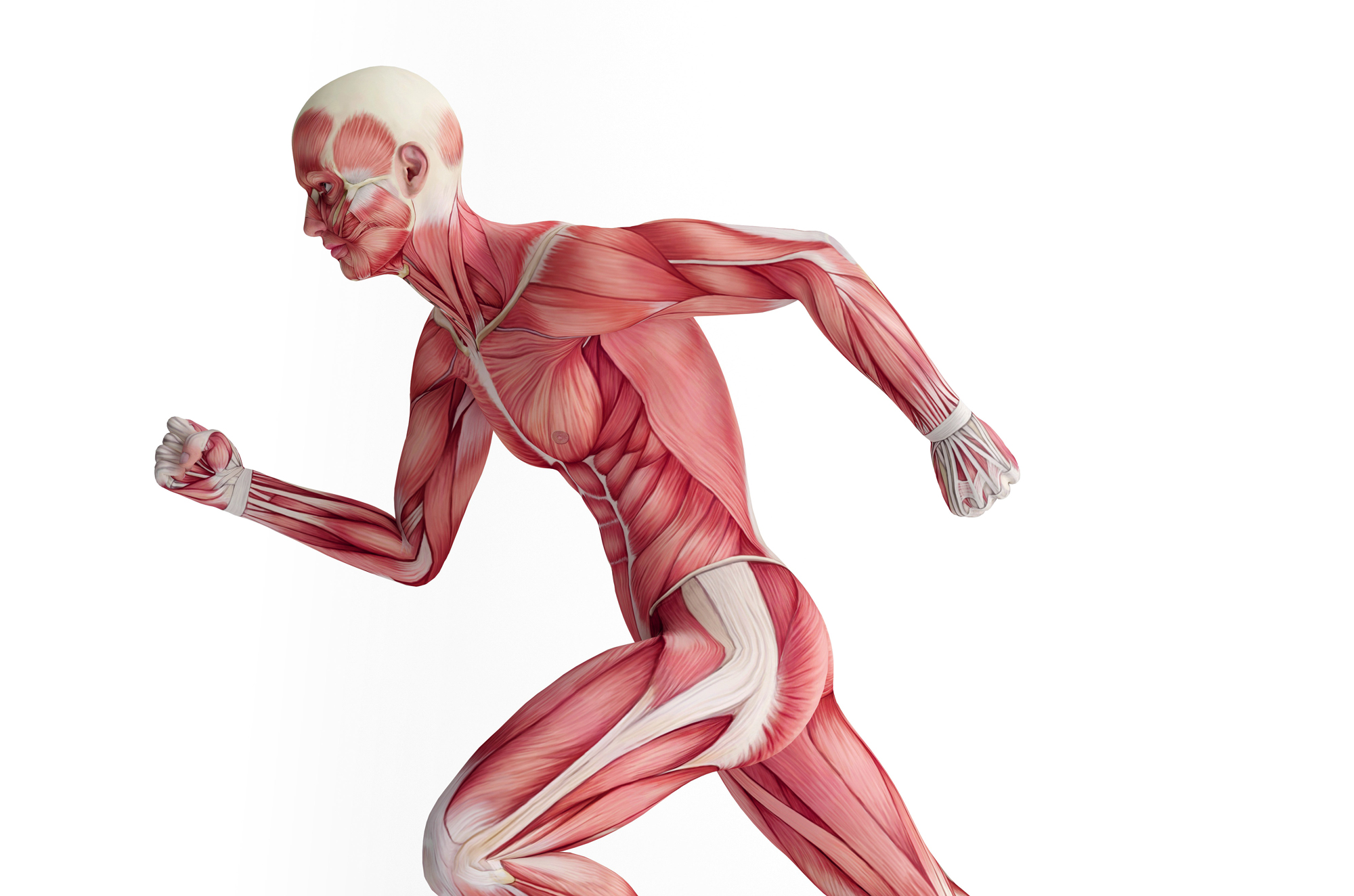 muscular system for kids with labels