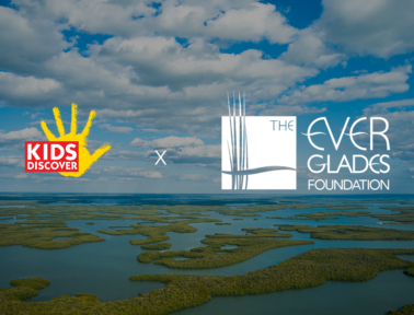 Kids Discover Partners with the Everglades Foundation