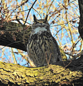 Flying Free: The Story of Flaco the Owl in New York City - Kids Discover